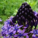 Scilla peruviana
